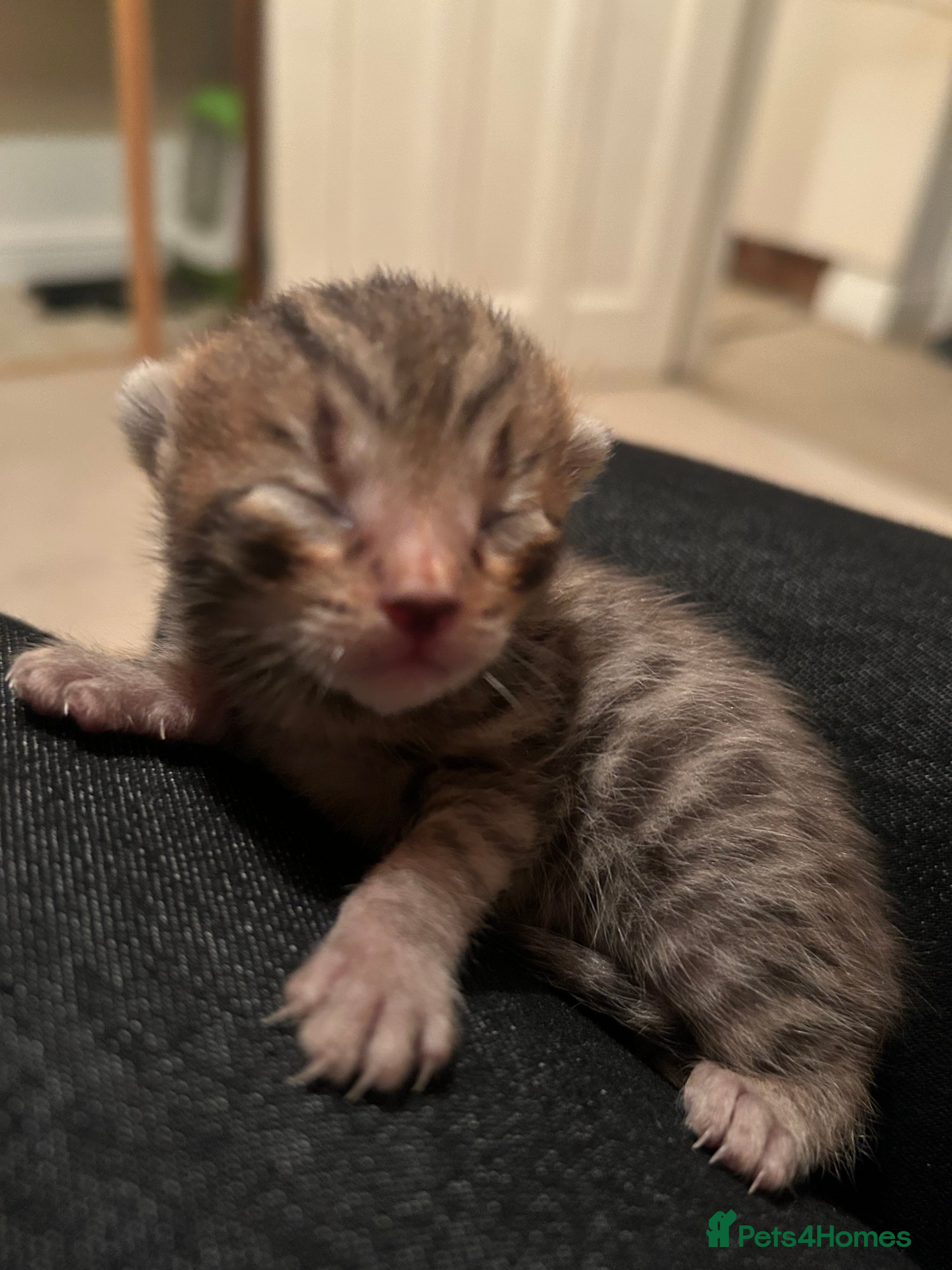 Bengal cats Adorable Bengal kittens - newly born  - Advert 10