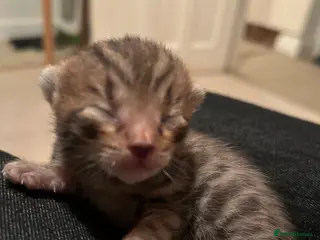 Bengal cats Adorable Bengal kittens - newly born - Advert 10