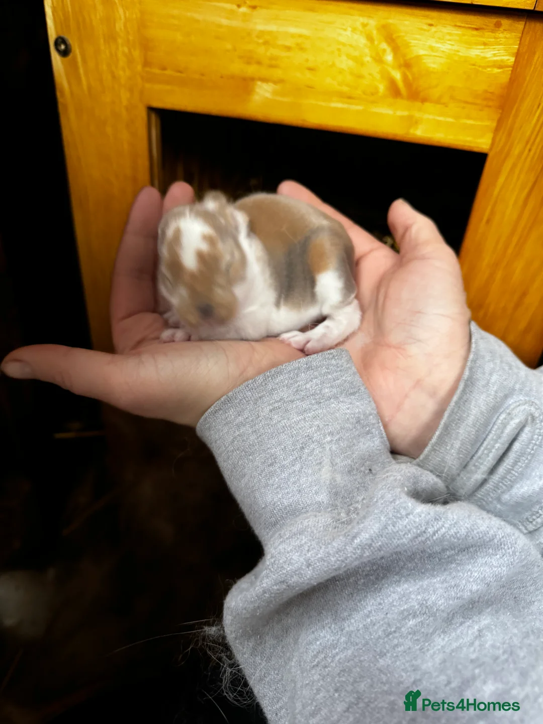 French Lop rabbits for sale: 🩷Pure bred French lop kits🩵 - Advert 27