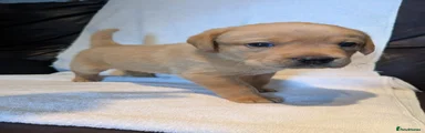 Labrador Retriever Puppy Boy