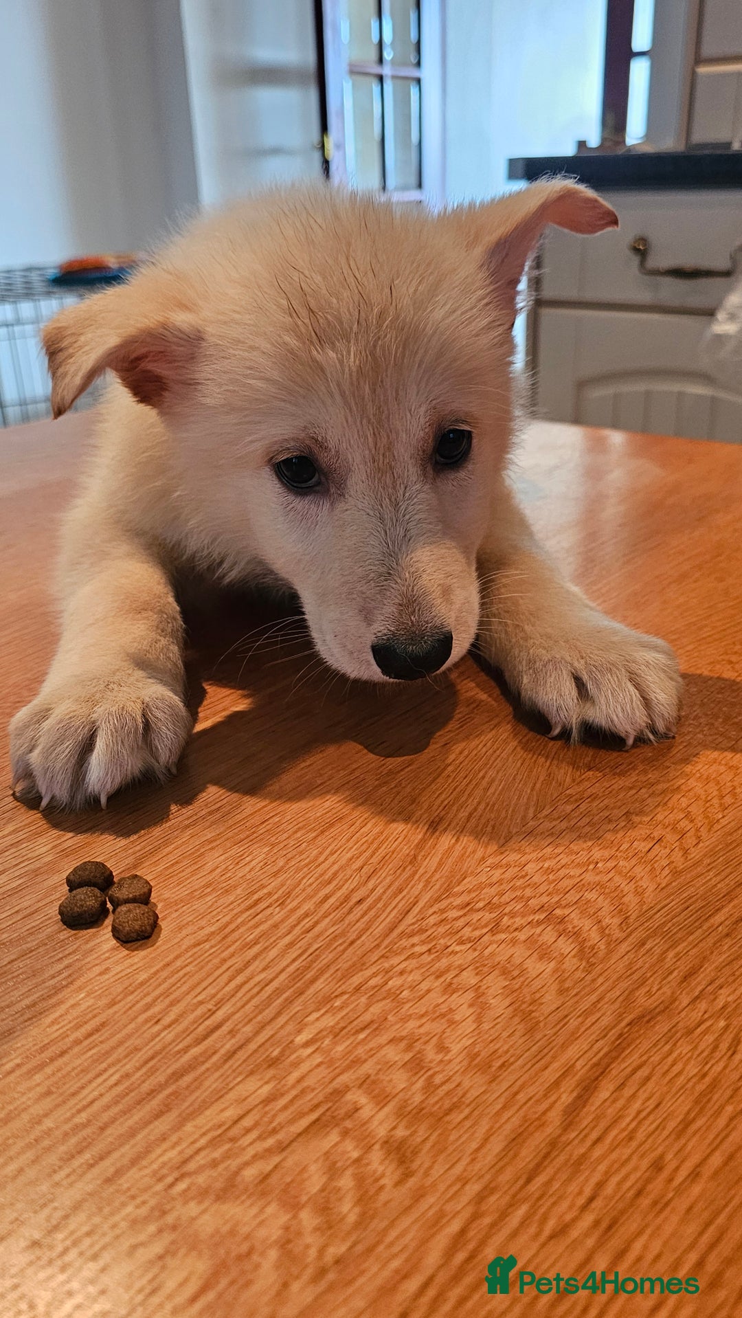 German Shepherd dogs for sale: Beutiful German Shepherd Puppies - Advert 6