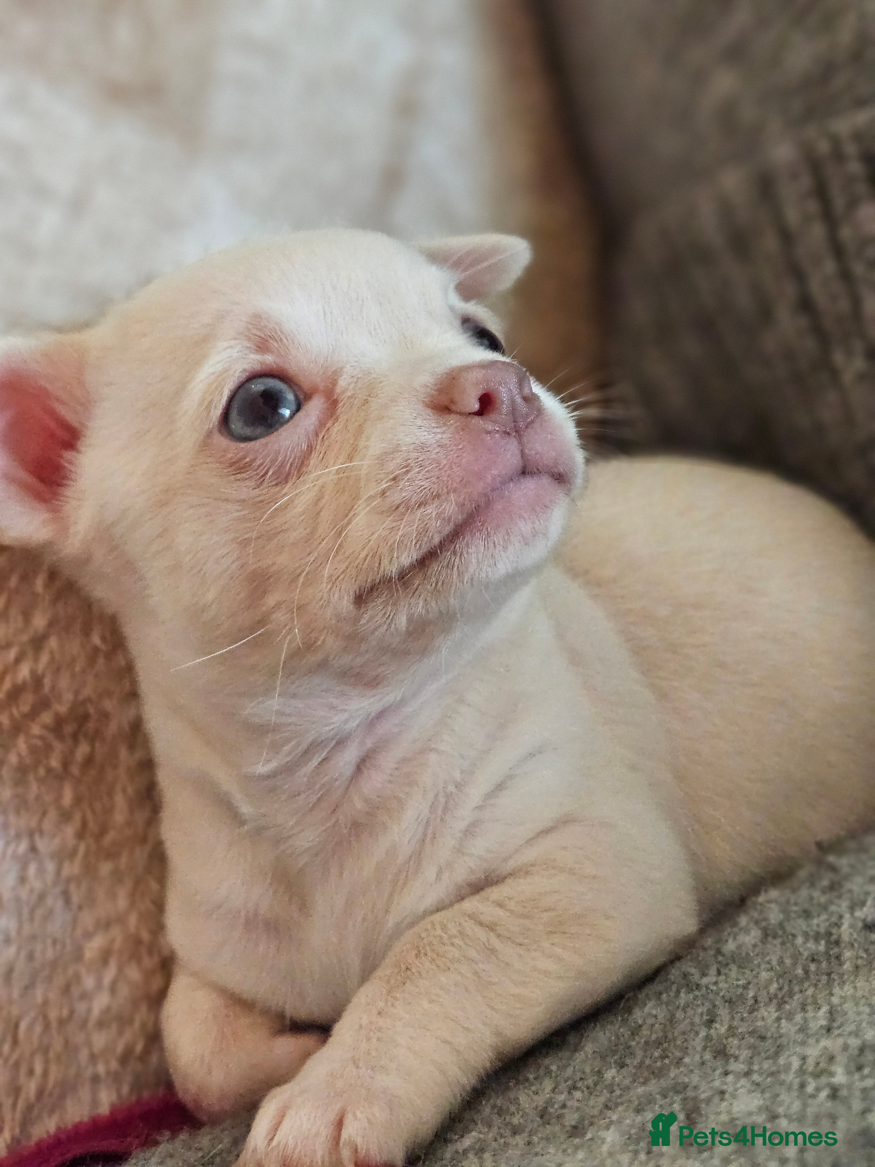 Chihuahua dogs Small White/Champagne With Blue  Eyes Chihuahuas  - Advert 7
