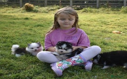 Pomsky dogs for sale: Genuine Toy Size Pomskies - Image 23