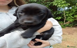 Labrador Retriever dogs for sale: KC Registered Labrador Retriever Puppies in Ross-on-Wye - Image 31