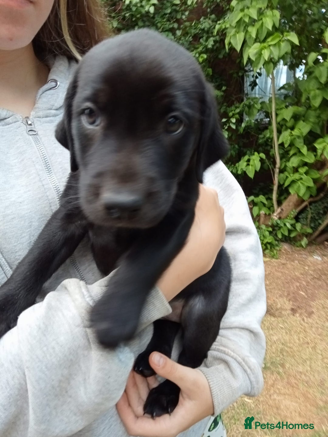 Labrador Retriever dogs for sale: KC Registered Labrador Retriever Puppies in Ross-on-Wye - Image 31