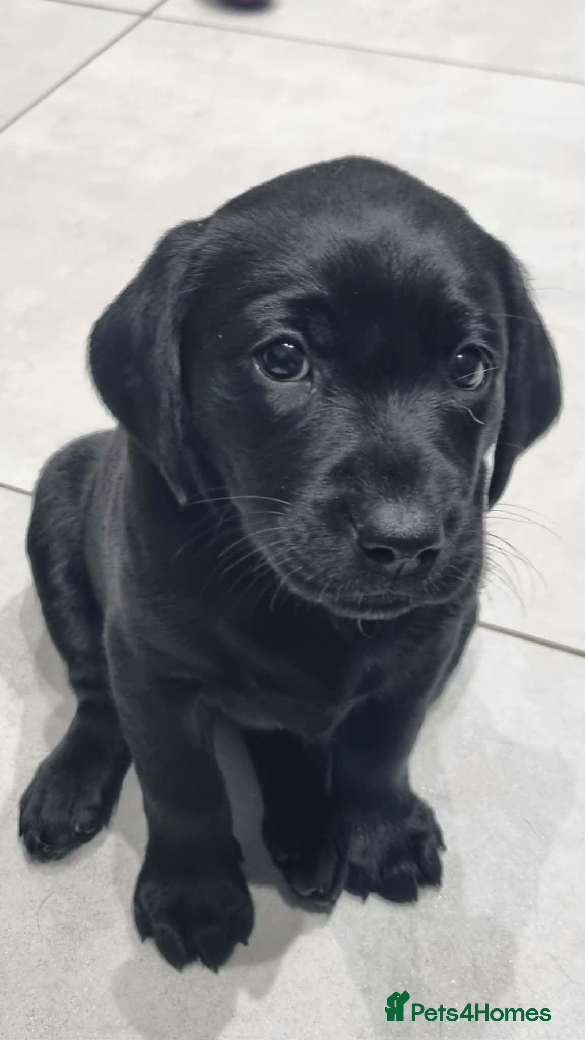 Labrador Retriever dogs Trained Labrador Puppies – Calm, KC Reg UK - Advert 2