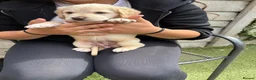Cockerdor dogs for sale: Ready tomorrow, 4 pups left  - Advert 9