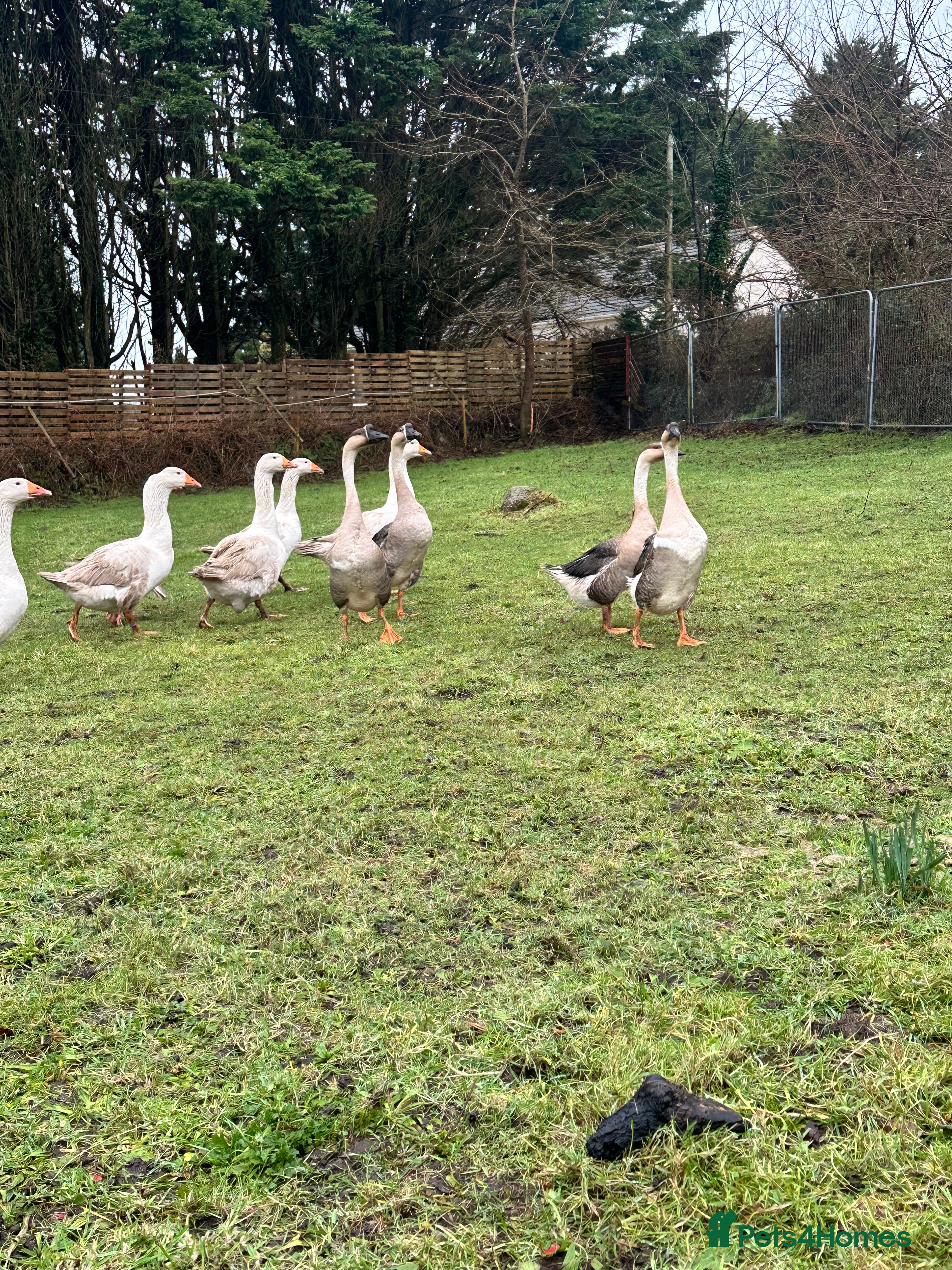 Geese poultry emden geese - Advert 8