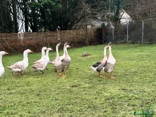 Geese poultry emden geese - Advert 8
