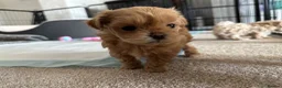 Maltipoo dogs for sale: Just 1 tiny girl left! Asian Maltipoos ❤️ in Grays - Advert 4