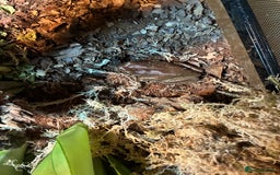Frog reptiles for sale: Whites Tree Frogs x2 - Image 3