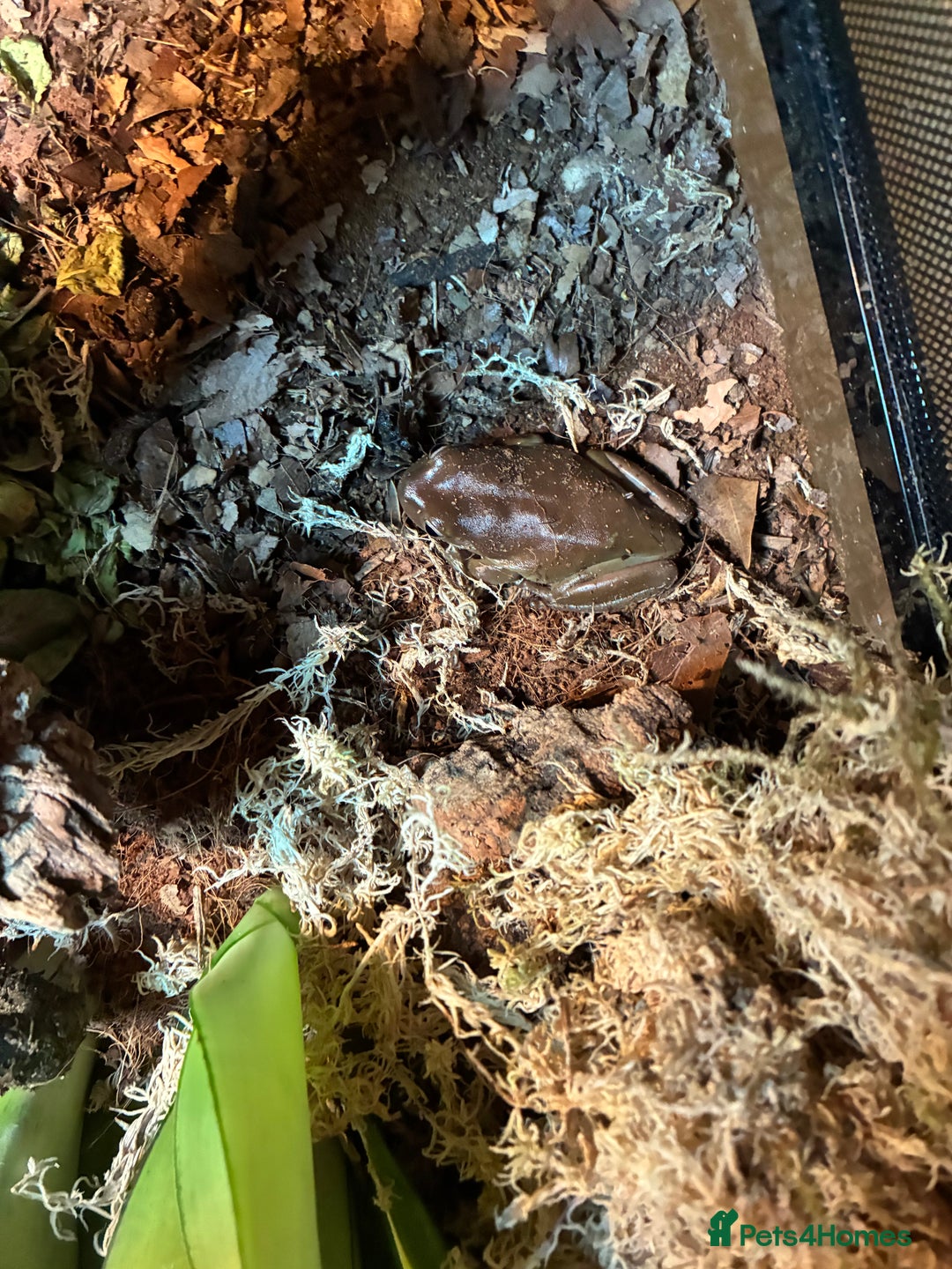 Frog reptiles for sale: Whites Tree Frogs x2 - Image 3
