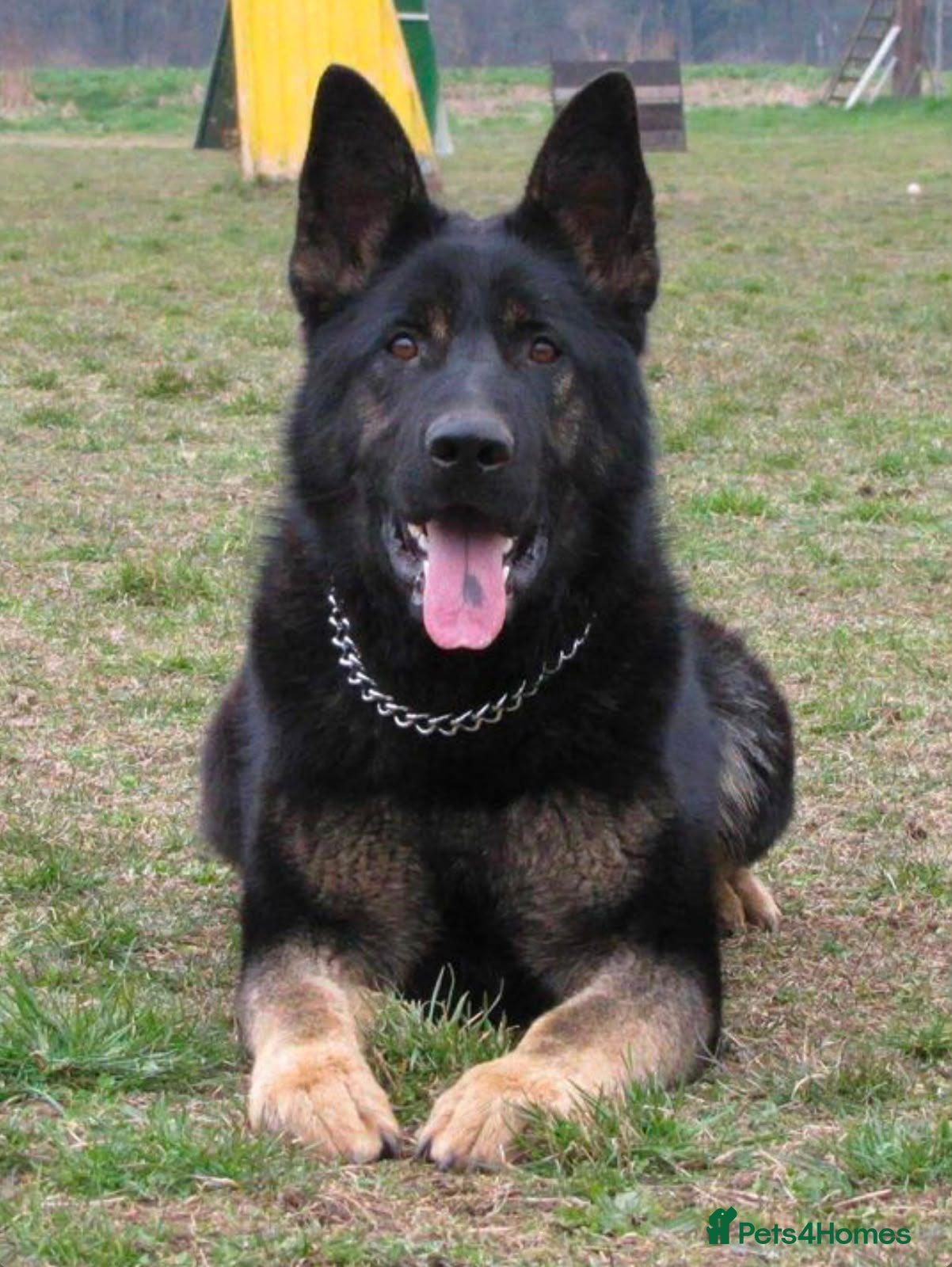 German Shepherd dogs Elite DDR / Czech Working Line GSD Pups - Advert 2