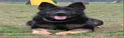 German Shepherd dogs for sale: Elite DDR / Czech Working Line GSD Pups in Ashton-under-Lyne - Advert 2