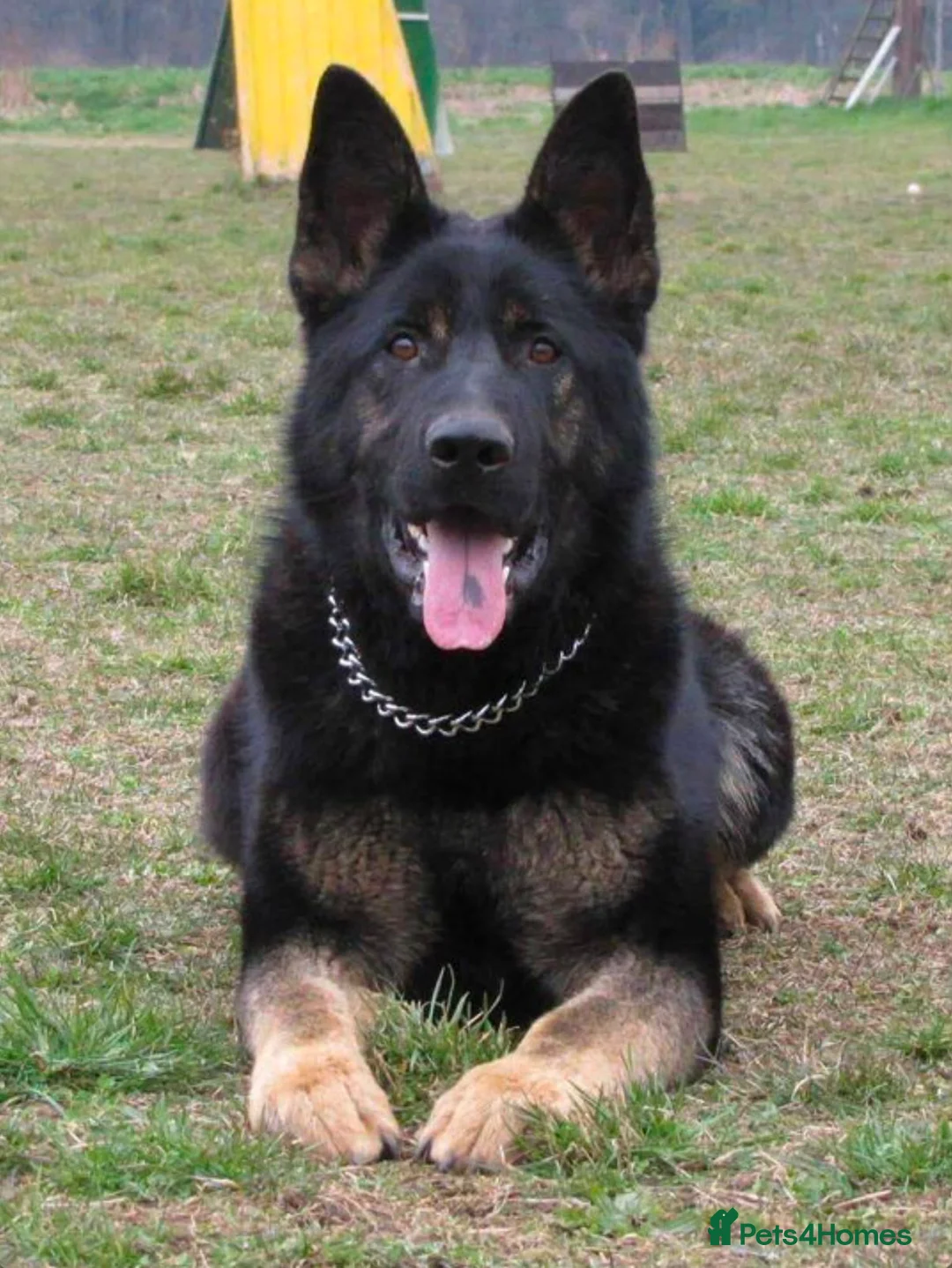 German Shepherd dogs for sale: Elite DDR / Czech Working Line GSD Pups in Ashton-under-Lyne - Advert 2