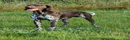 German Shorthaired Pointer dogs for stud: Parker is for Stud - Advert 1