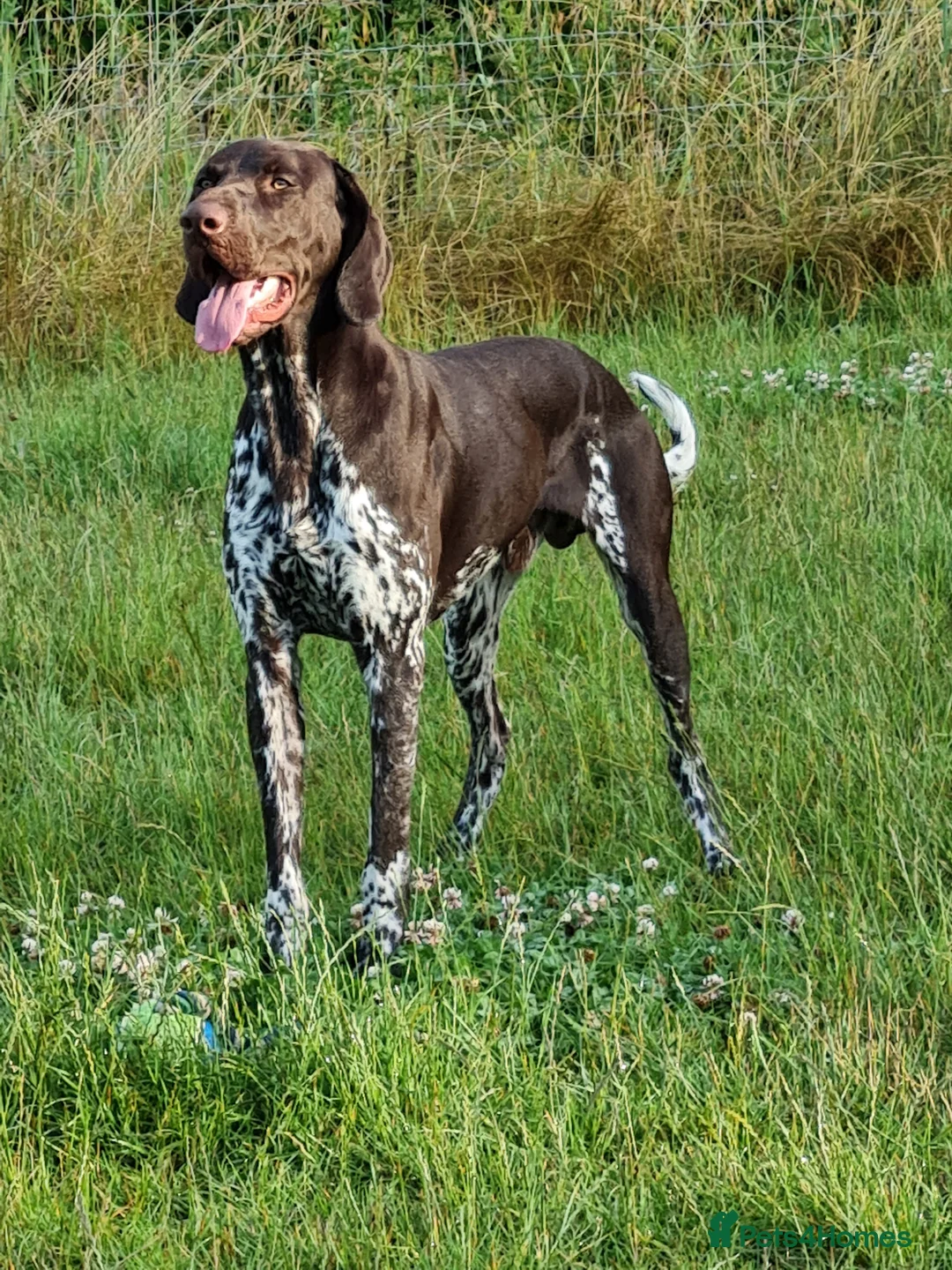 German Shorthaired Pointer dogs for stud: Parker is for Stud - Advert 1