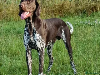 German Shorthaired Pointer dogs Parker is for Stud - Advert 5