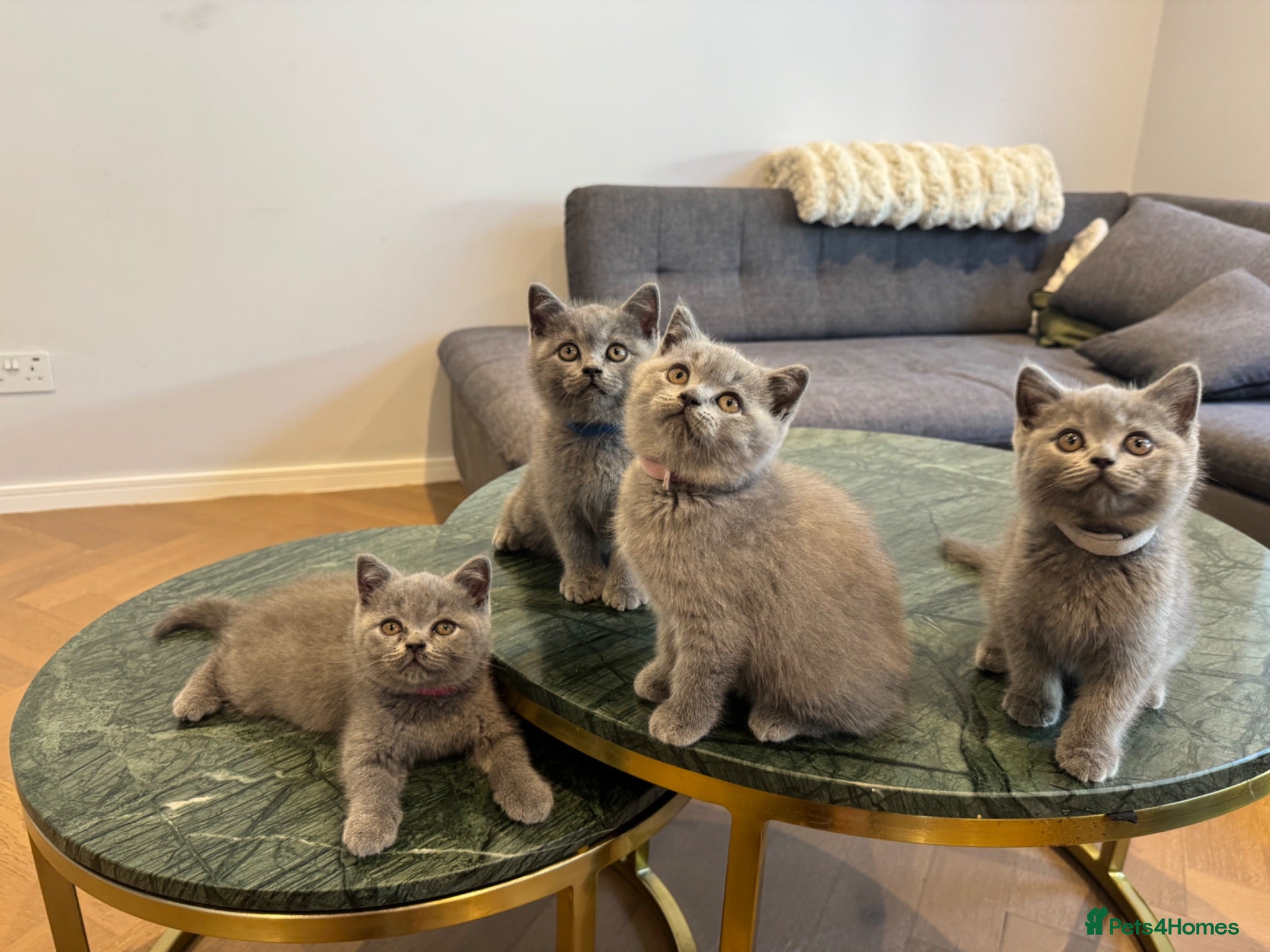 British Shorthair cats British Shorthair Kittens🐈‍⬛  - Advert 1