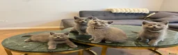 British Shorthair cats for sale: British Shorthair Kittens🐈‍⬛  - Advert 1