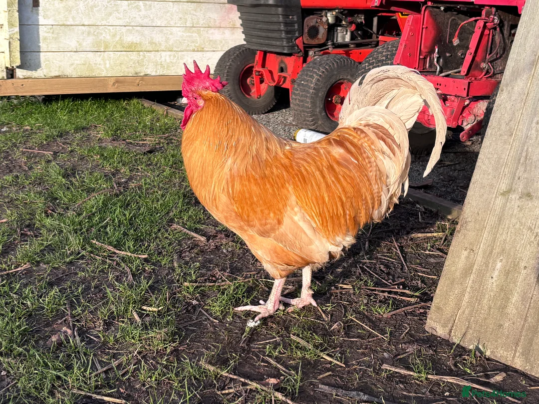 Chickens poultry for sale:  cockrell in need of a home  in Dunstable - Advert 2