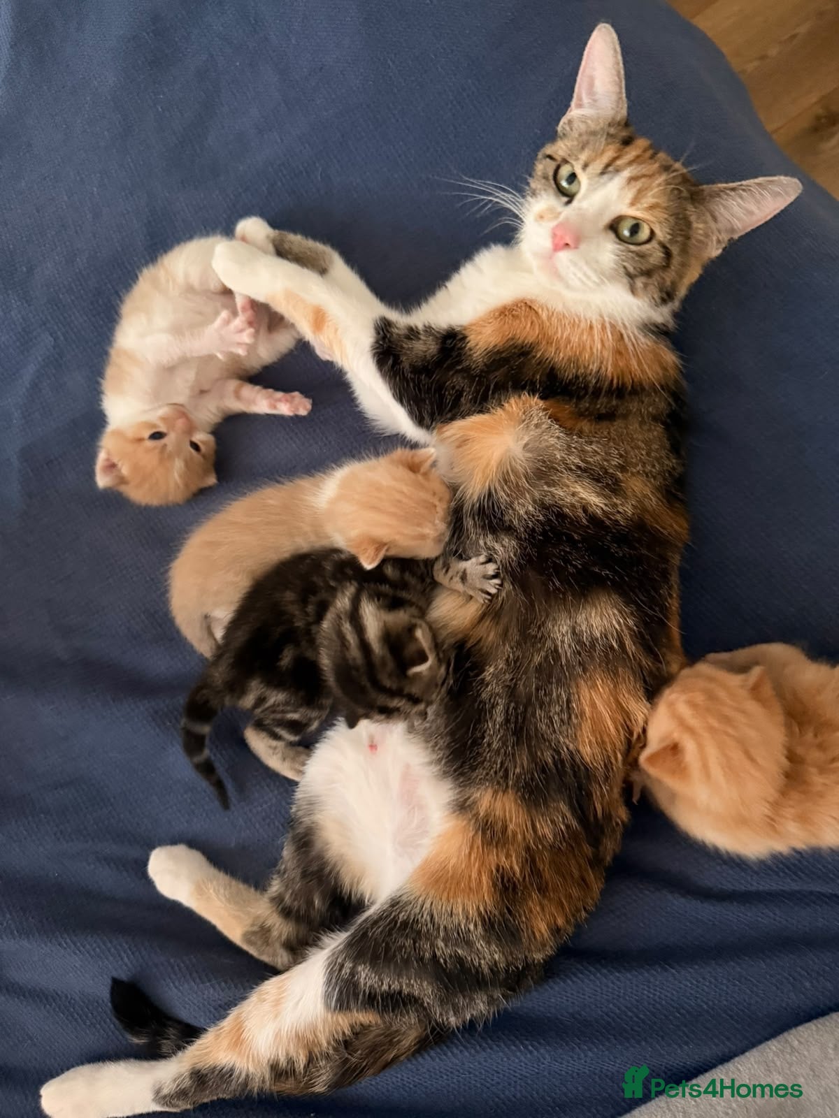 Domestic Shorthair cats 3 kittens, one ginger, two beige & white all male - Advert 1