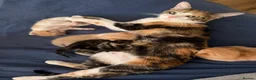 Domestic Shorthair cats for sale: 3 kittens, one ginger, two beige & white all male - Advert 1