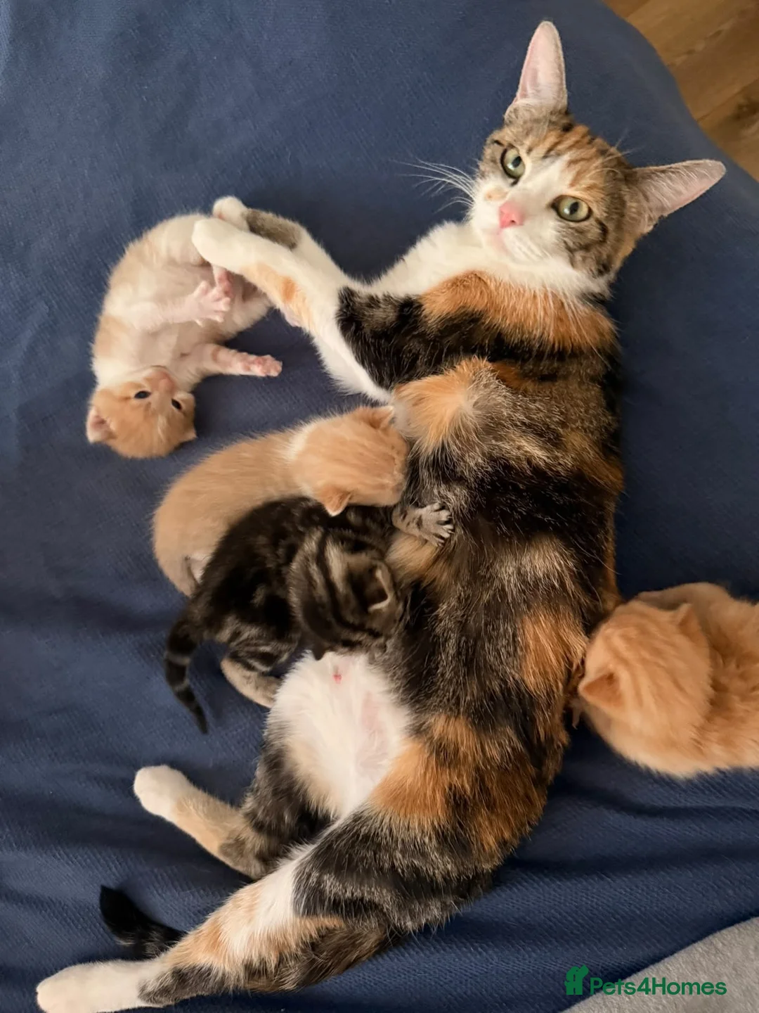 Domestic Shorthair cats for sale: 3 kittens, one ginger, two beige & white all male - Advert 1
