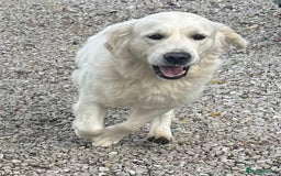 Golden Retriever dogs for sale: Chunky, cream pups - Image 25