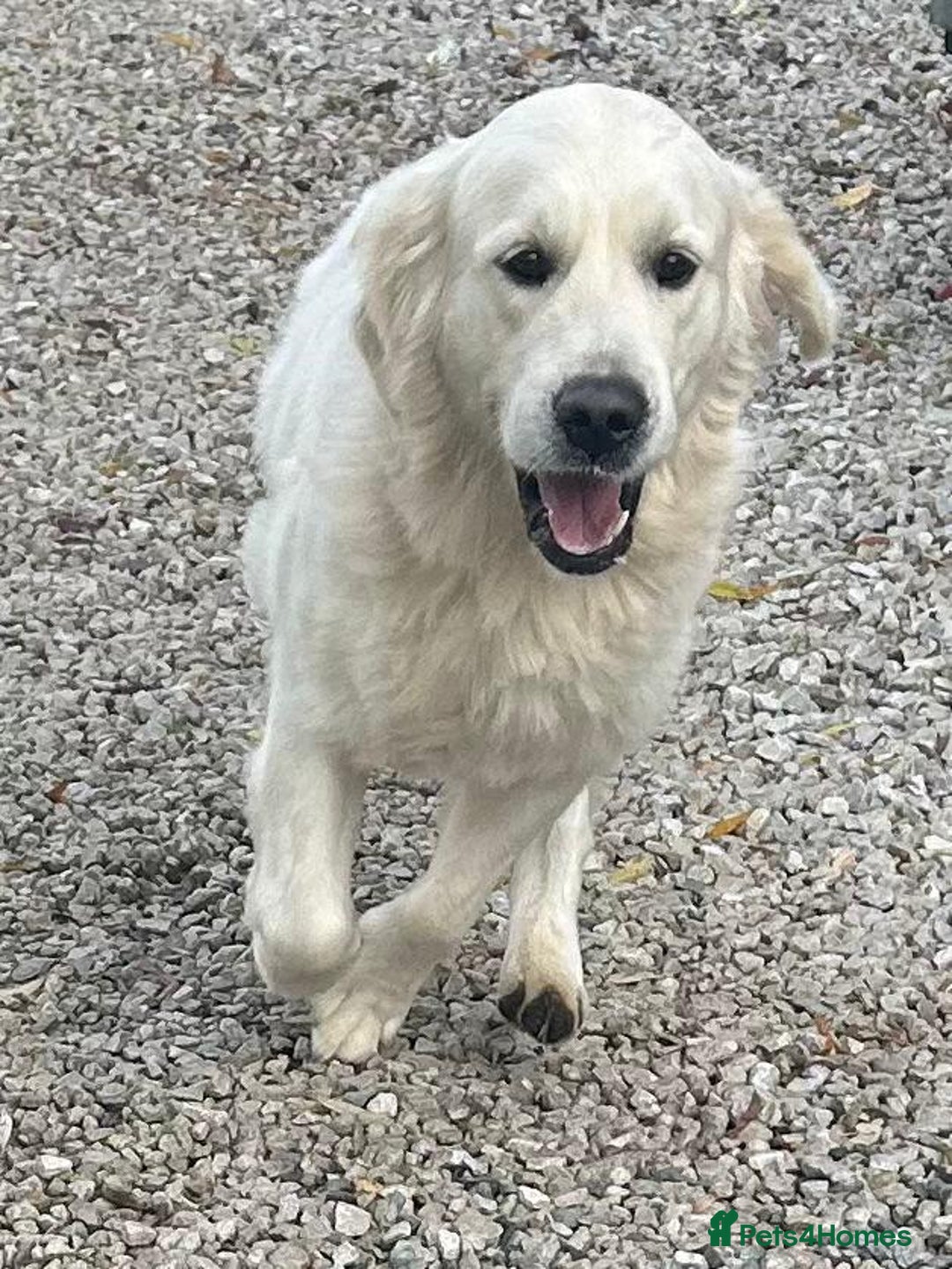 Golden Retriever dogs for sale: Chunky, cream pups - Image 25