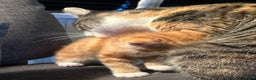 Mixed Breed cats for sale: Energetic ginger kittens and one grey tabby  - Advert 12