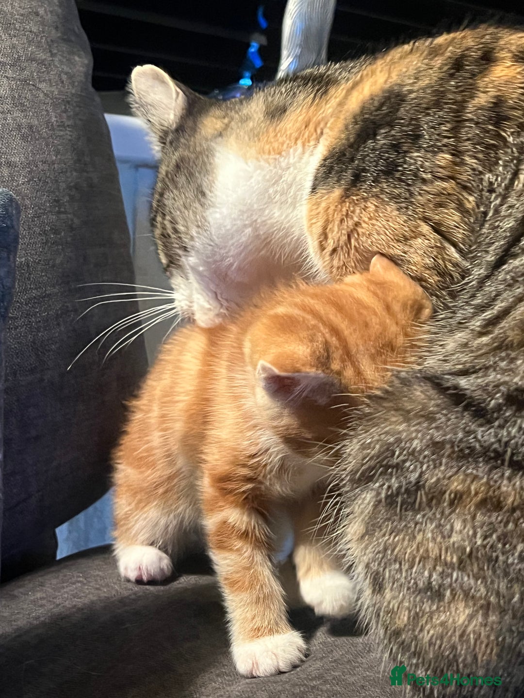 Mixed Breed cats for sale: Energetic ginger kittens and one grey tabby  - Advert 12