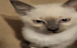 Snowshoe cats for sale: Rare Pedigree Snowshoe Kittens  - Image 9