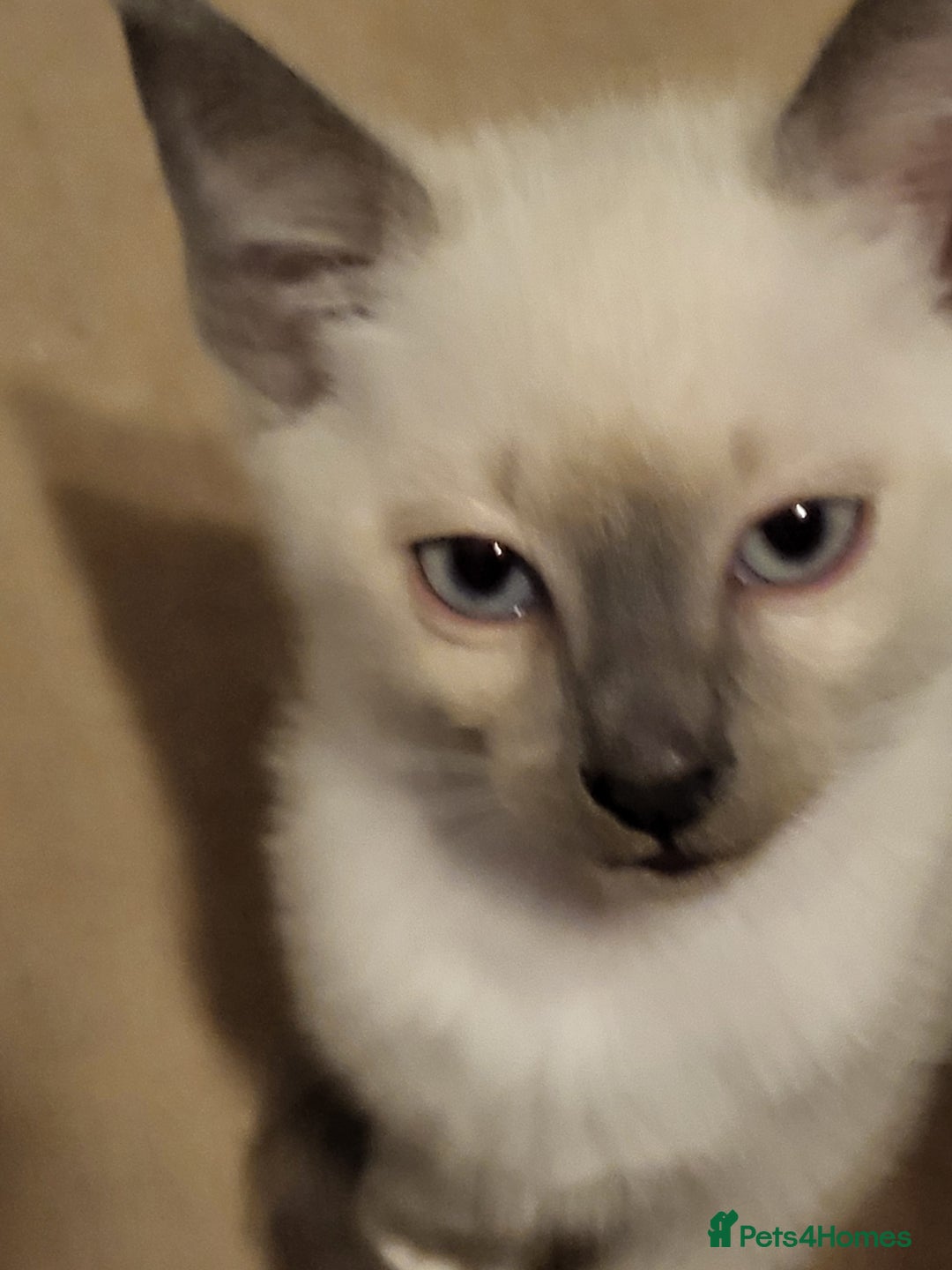 Snowshoe cats for sale: Rare Pedigree Snowshoe Kittens  - Image 9
