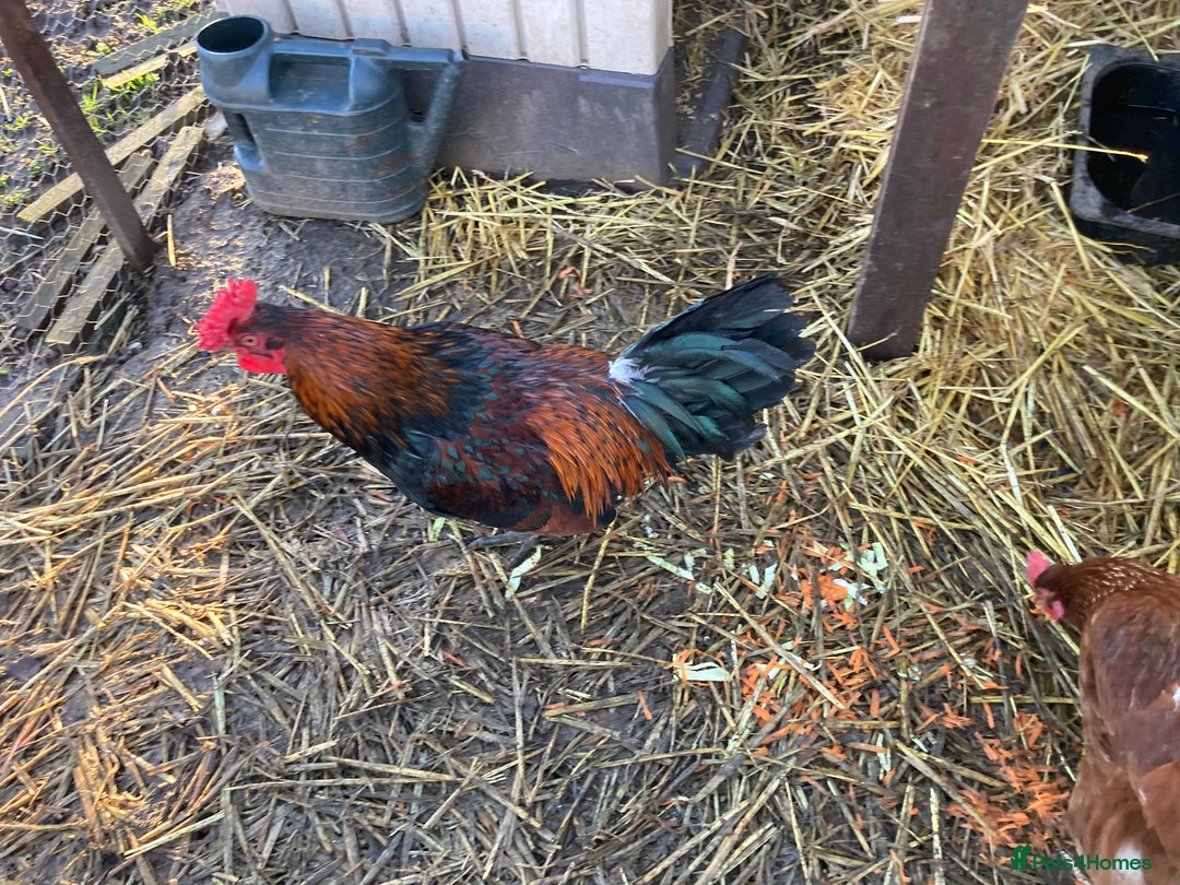 Chickens poultry for sale: Cockerel  - Advert 2