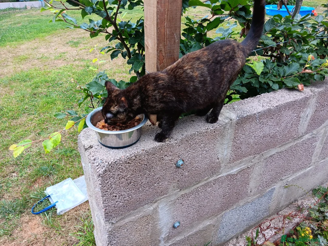 Mixed Breed cats for sale: Kittens for new homes in Ilminster - Advert 2