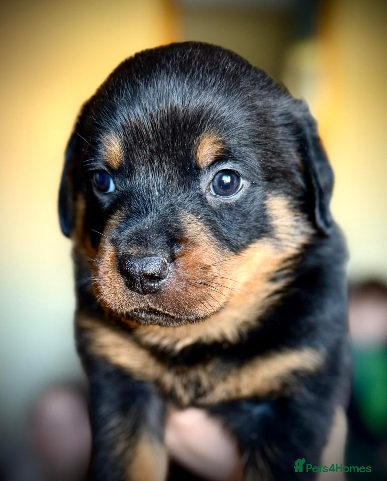 Rottweiler dogs Rottweiler puppies - Advert 11