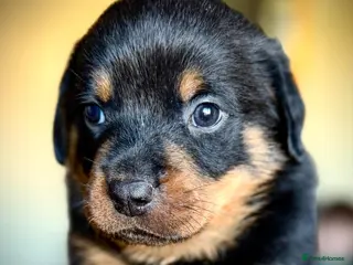 Rottweiler dogs Rottweiler puppies - Advert 11