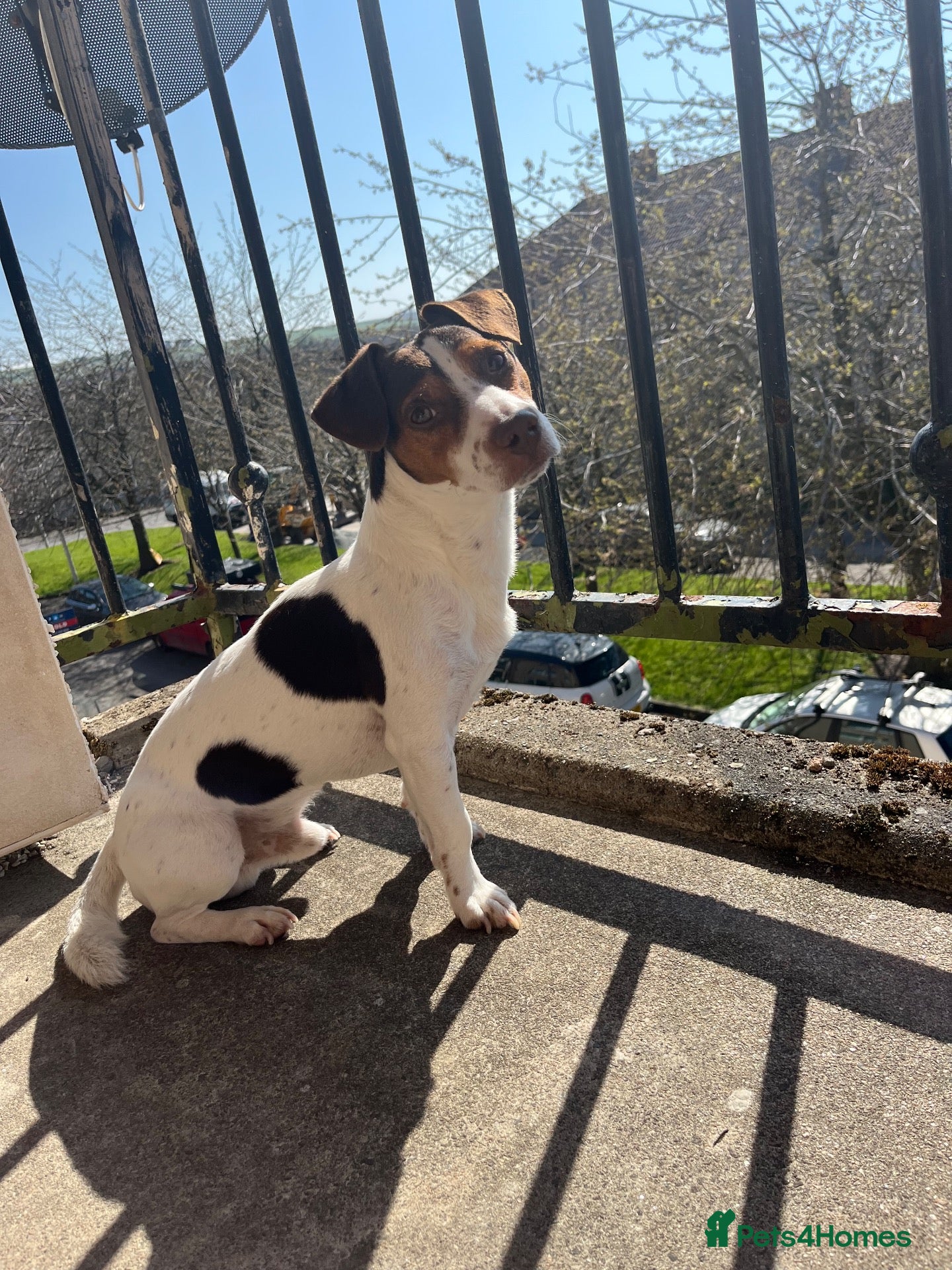 Jack Russell dogs for stud: 🐾 Jack Russell Terrier – Stud Available 🐾 - Advert 1