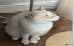Siamese cats for sale: Ariel - Rescue Siamese - Image 23
