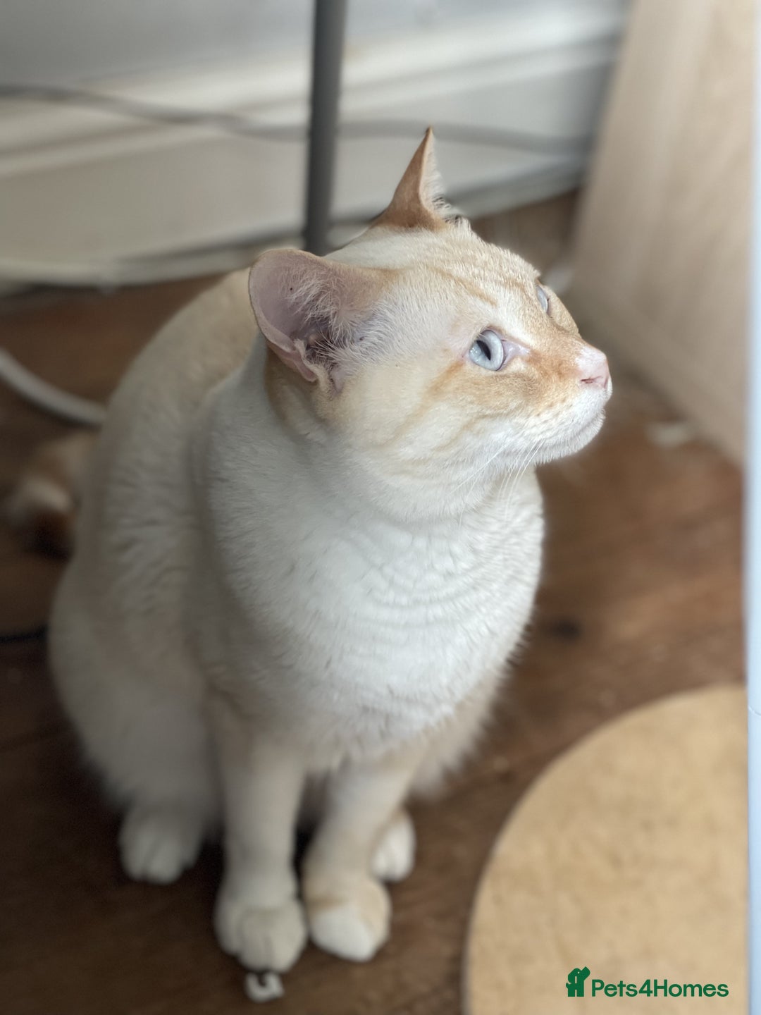 Siamese cats for sale: Ariel - Rescue Siamese - Image 23