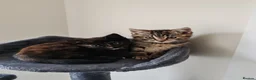Mixed Breed cats for sale: ❤️ Bengal Tortoiseshell mix litter of 3 Girls ❤️  - Advert 10