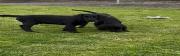 Flat coated Retriever dogs for sale: Two stunning black Flatcoats puppies for sale  - Advert 5