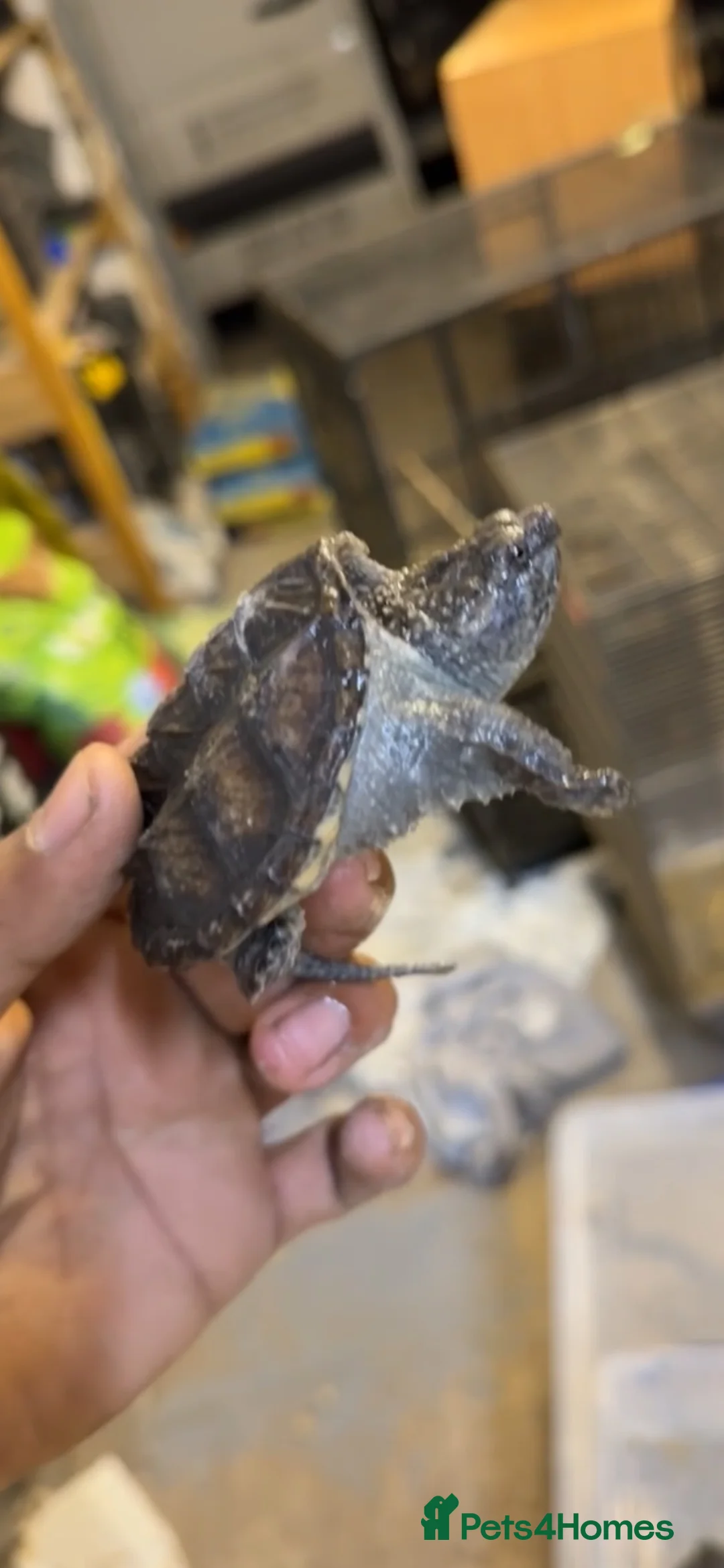 Turtle reptiles for sale: Turtles  - Advert 2
