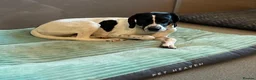 Mixed Breed dogs for adoption: Sally The Gentle Soul Waiting for Her Happy Ending in Iver - Advert 5