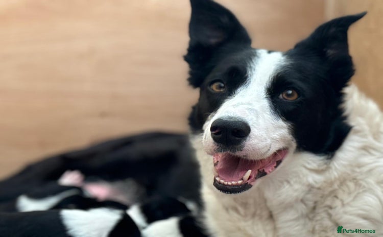 Border Collie dogs - Advert 2