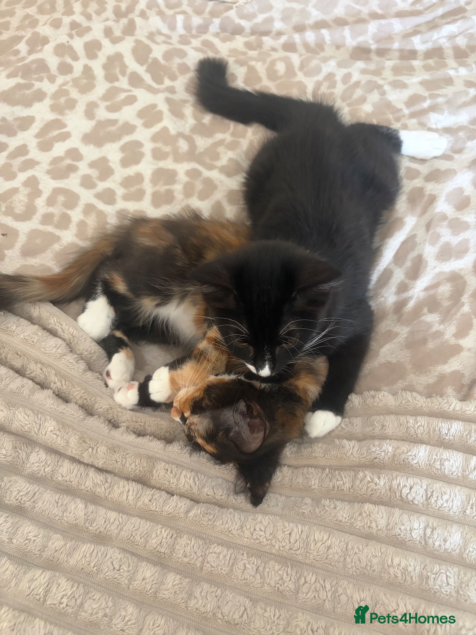Mixed Breed cats half ragdoll kittens  - Advert 1