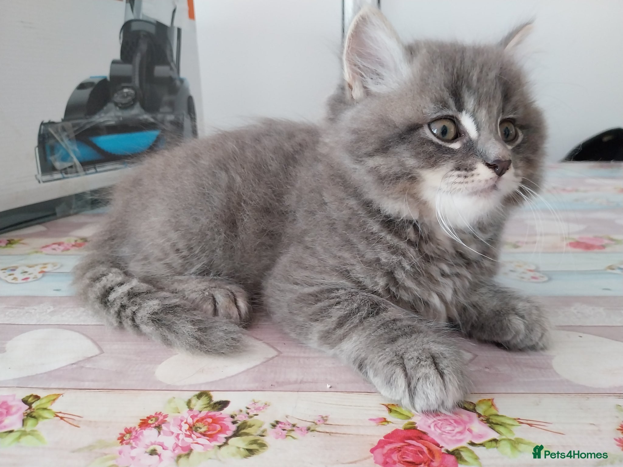 Mixed Breed cats for sale: Beautiful kittens looking for home  in Derby - Advert 6