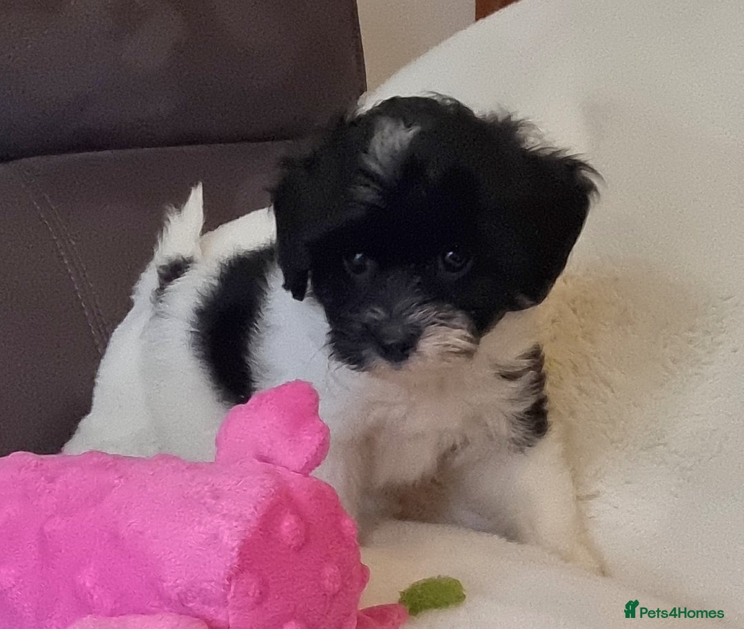 Cockapoo dogs for sale: Best Friend Sofa Companions 🥰 Fully vaccinated  - Image 12
