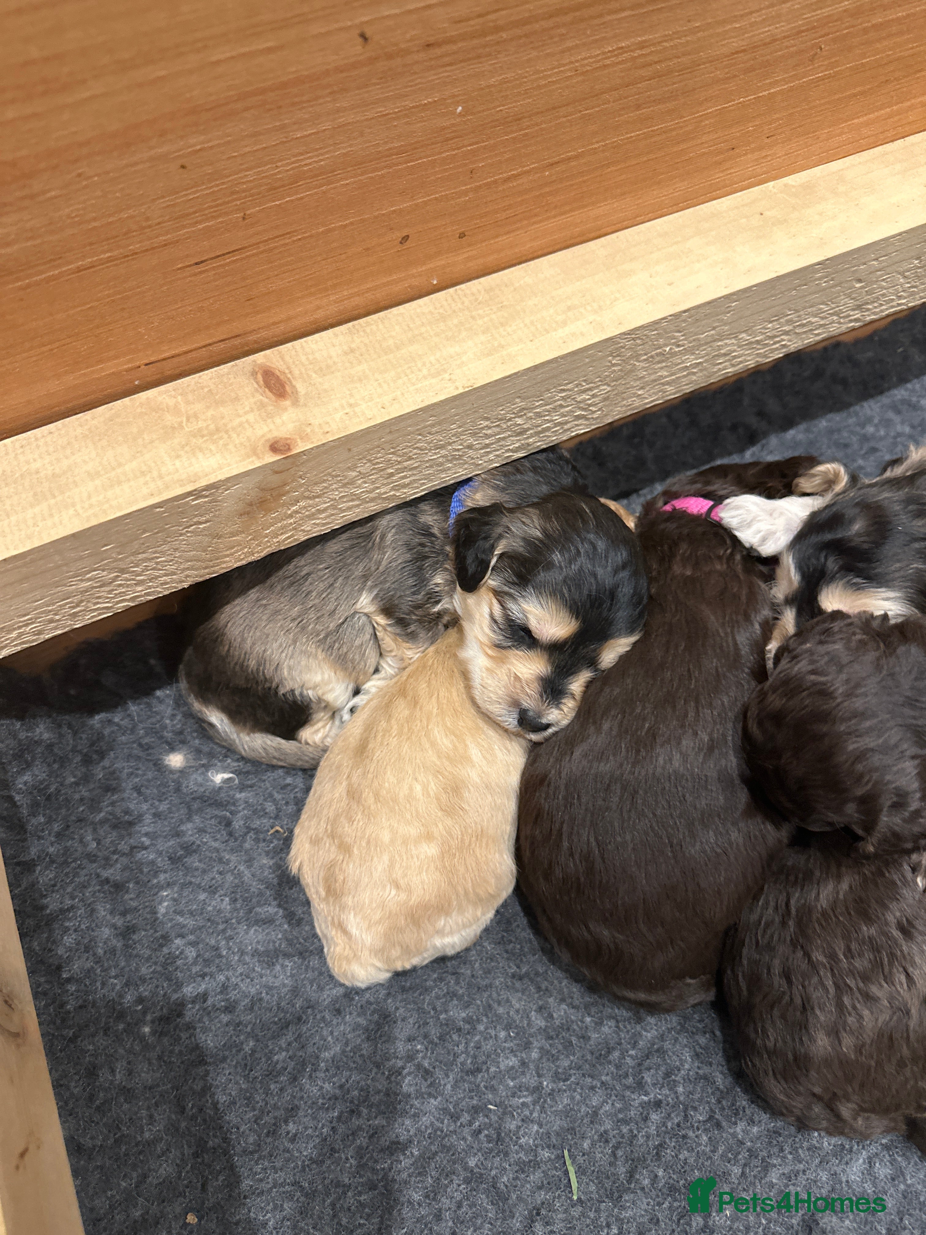 Cockapoo dogs Cockapoo - Advert 1